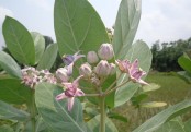 আকন্দ উদ্ভিদের উপকারীতা