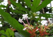 সর্পগন্ধা উদ্ভিদের উপকারীতা