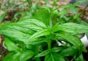 কালমেঘ উদ্ভিদের উপকারীতা