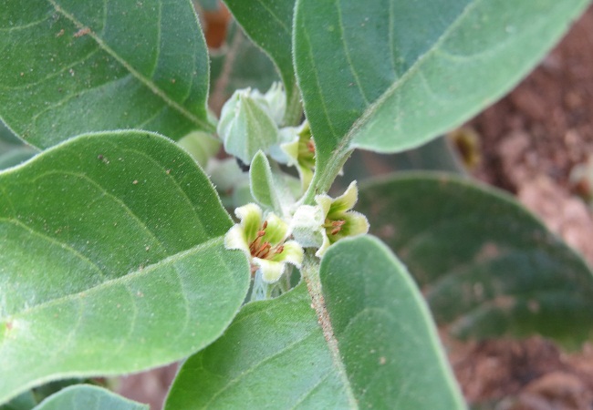 অশ্বগন্ধা উদ্ভিদের উপকারীতা