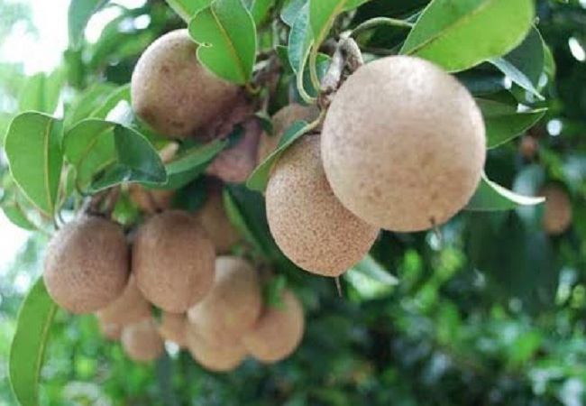জেনে নিন সফেদা ফলের অজানা স্বাস্থ্য উপকারীতা