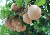 জেনে নিন সফেদা ফলের অজানা স্বাস্থ্য উপকারীতা