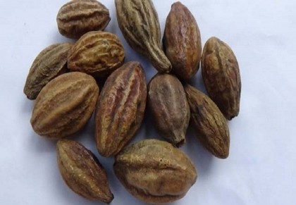 হরিতকী উদ্ভিদের উপকারীতা