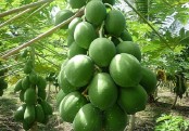 কাঁচা পেঁপের উপকারীতাগুলো জানেন তো ?