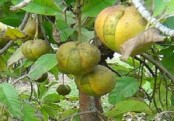 চালতার ঔষধি গুণাবলী জানা আছে তো?