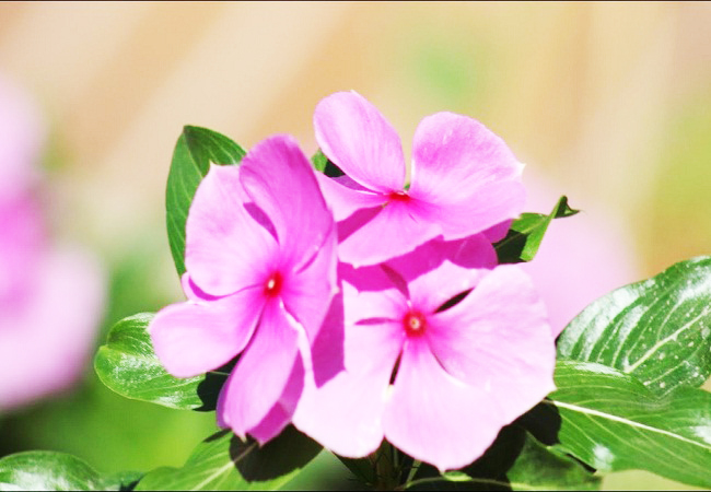 নয়নতারা উদ্ভিদের উপকারীতা