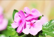 নয়নতারা উদ্ভিদের উপকারীতা