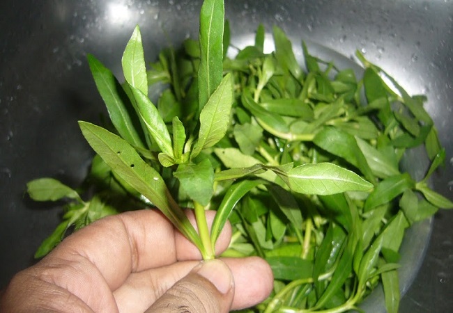 সাধারণ হেলেঞ্চা শাকের অসাধারণ উপকারীতা