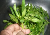 সাধারণ হেলেঞ্চা শাকের অসাধারণ উপকারীতা