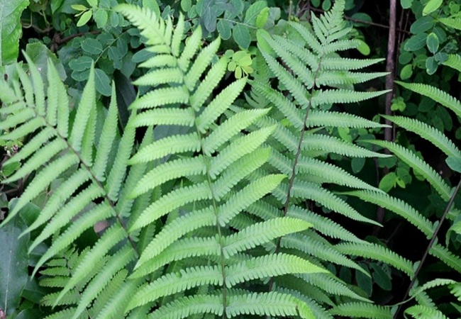 ঢেঁকি শাকের পুষ্টিগুণ এবং উপকারীতা