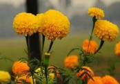 গাঁদা ফুলের উপকারীতাগুলো জানেন তো?