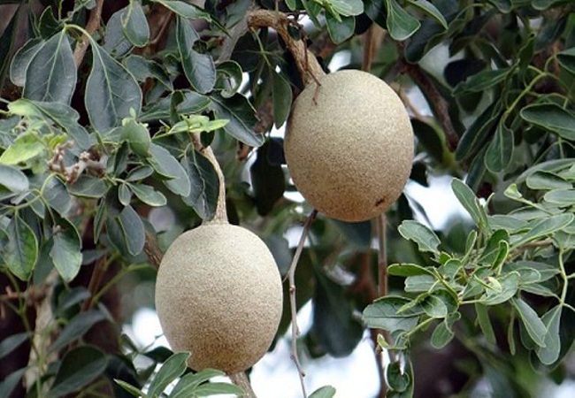 কদবেল