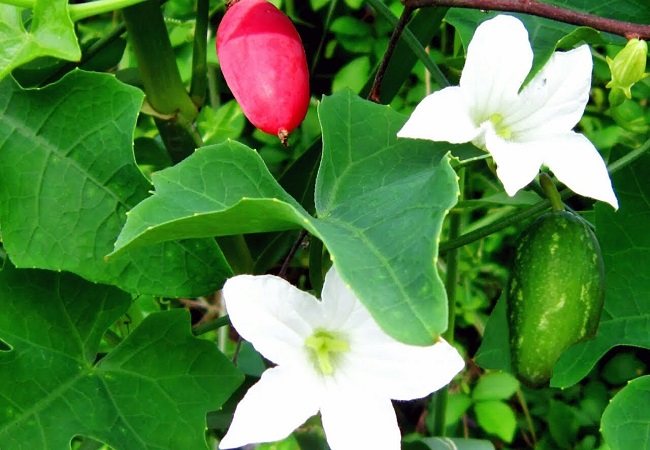 তেলাকুচা