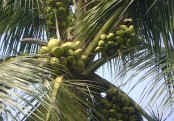 নারকেল
