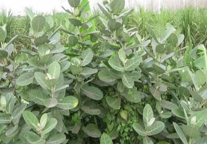 শরীরের ব্যাথা কমাতে আকন্দ উদ্ভিদ