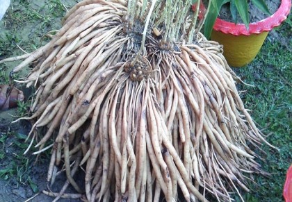 হৃদরোগের সুস্থতায় শতমূলী