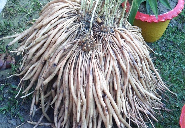 হৃদরোগের সুস্থতায় শতমূলী