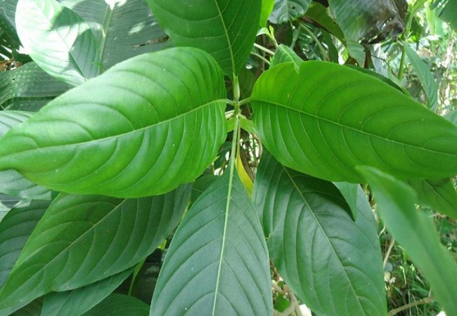 বাসক