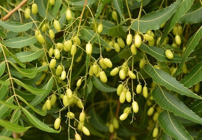 নিম