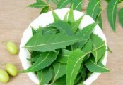 আমাদের শরীরকে বিষ মুক্ত রাখে নিম