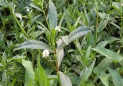 হাত-পায়ের জ্বালা পোড়া কমায় হেলেঞ্চা