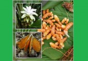 হলুদ