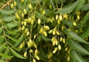 নিম