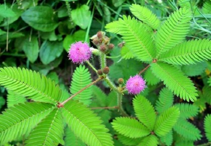 লজ্জাবতী