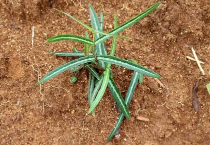 অনন্তমূল