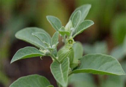 অনিদ্রা দূর করে অশ্বগন্ধা