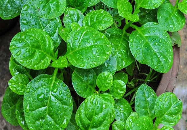 পুঁইশাক