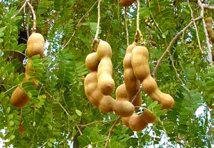 তেঁতুল