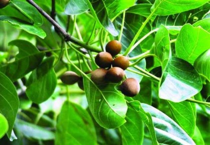 বহেড়া