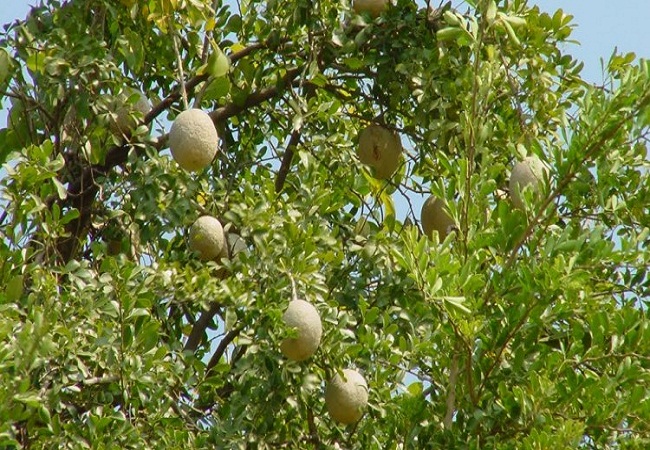 পেটের সমস্যায় কদবেল
