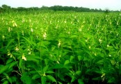 তিল গাছ