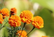 রূপচর্চাতে গাঁদা ফুলের ফেস- প্যাক