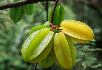 কামরাঙা