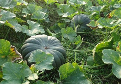 মিষ্টিকুমড়ো