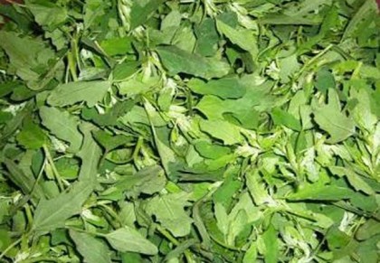 বেতো শাক