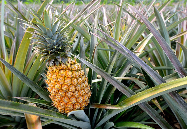 হজম শক্তি বাড়ায় আনারস