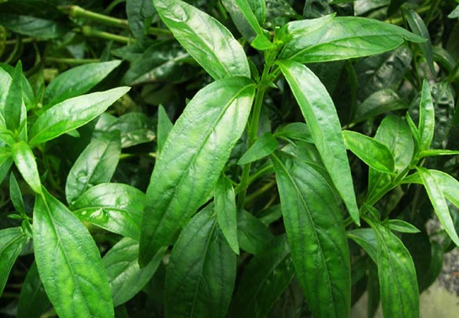 রক্ত পরিষ্কার করে কালমেঘ