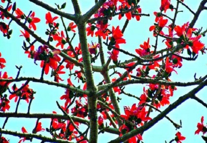 শিমুল গাছ