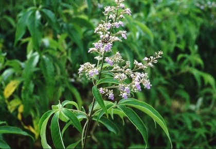 নিসিন্দা