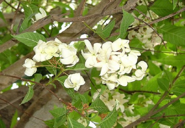 আমাশয় ভালো করে কুরচি উদ্ভিদ
