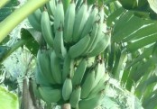পেট ঠান্ডা রাখে কাঁচা কলা