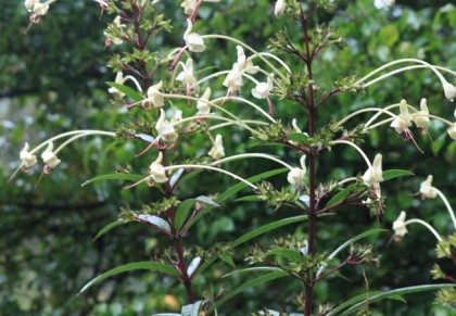 বামনহাটি