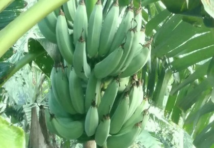 পেট ঠান্ডা রাখে কাঁচা কলা