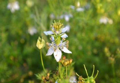 কালোজিরা