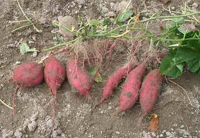 দৃষ্টিশক্তি বাড়ায় মিষ্টি আলু