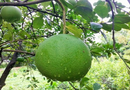 জাম্বুরা